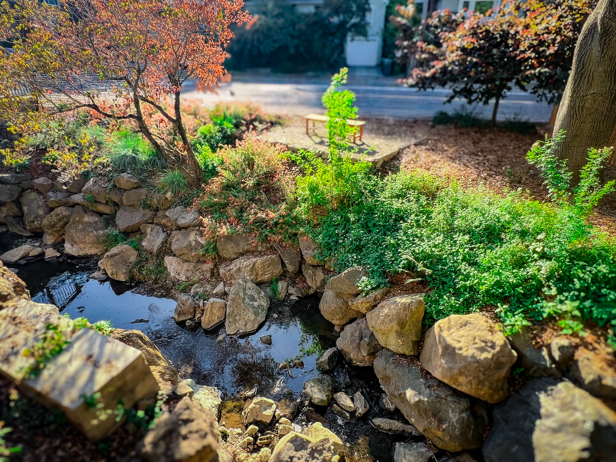 Creekside garden framed by mature trees and native plants