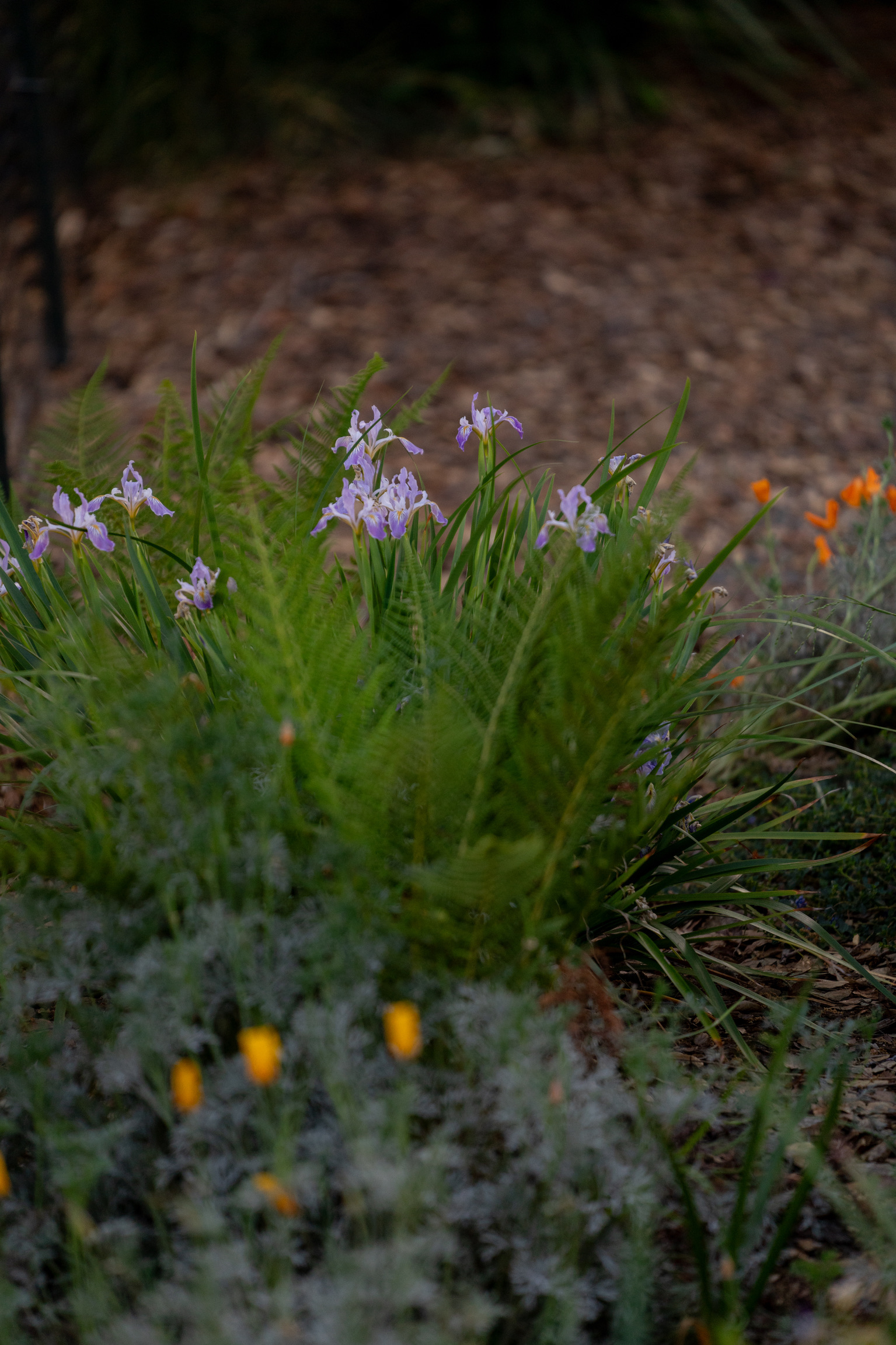 Natural stone creek edge with layered native planting