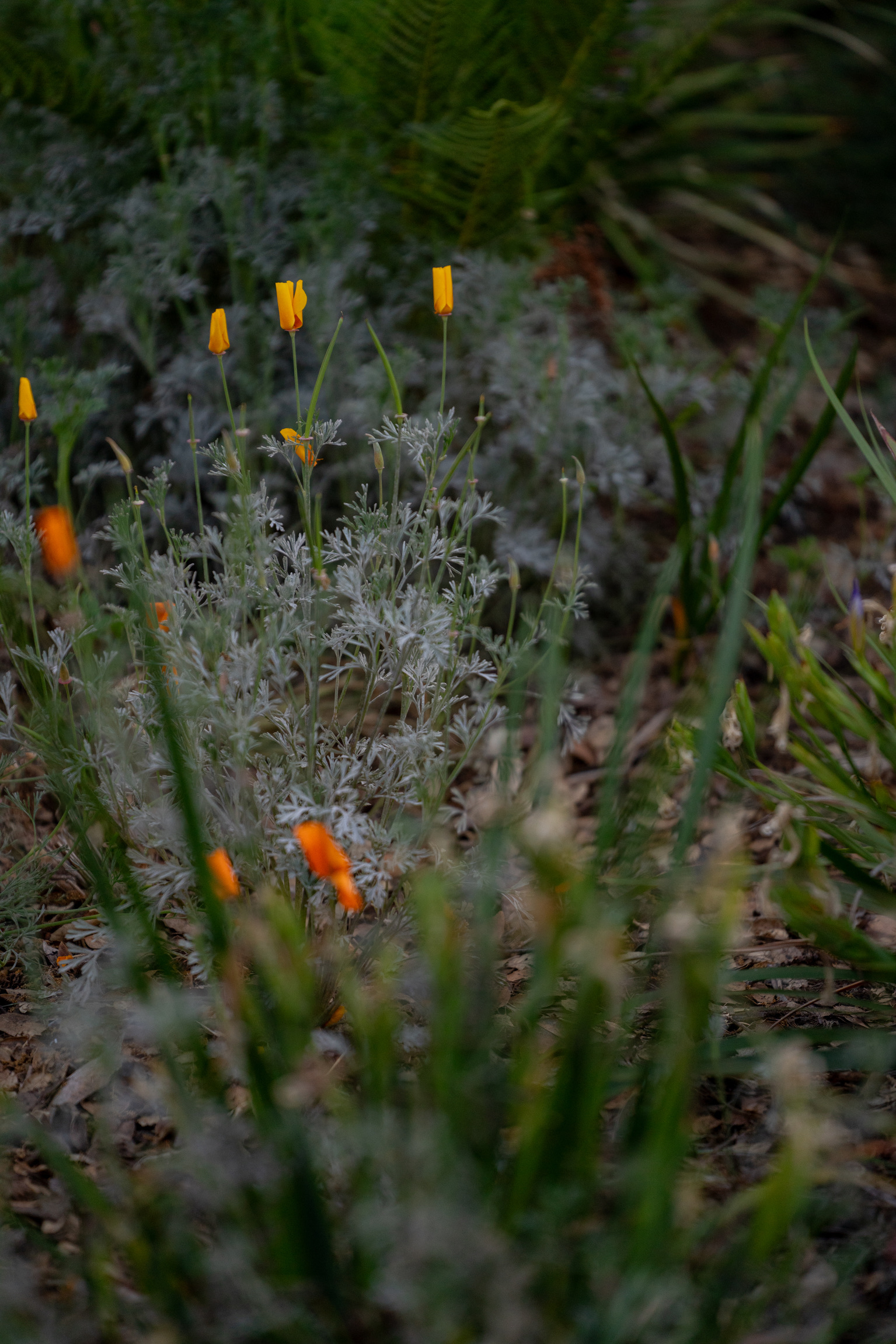 Native planting and stones beside the restored creek