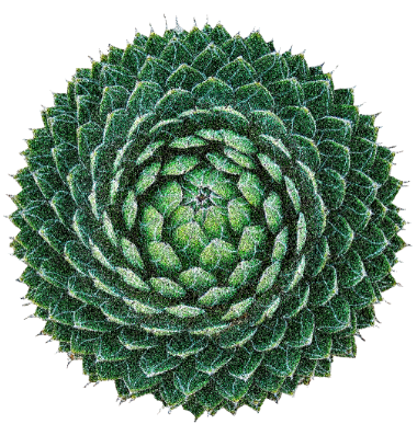Ornamental Land Design logo
